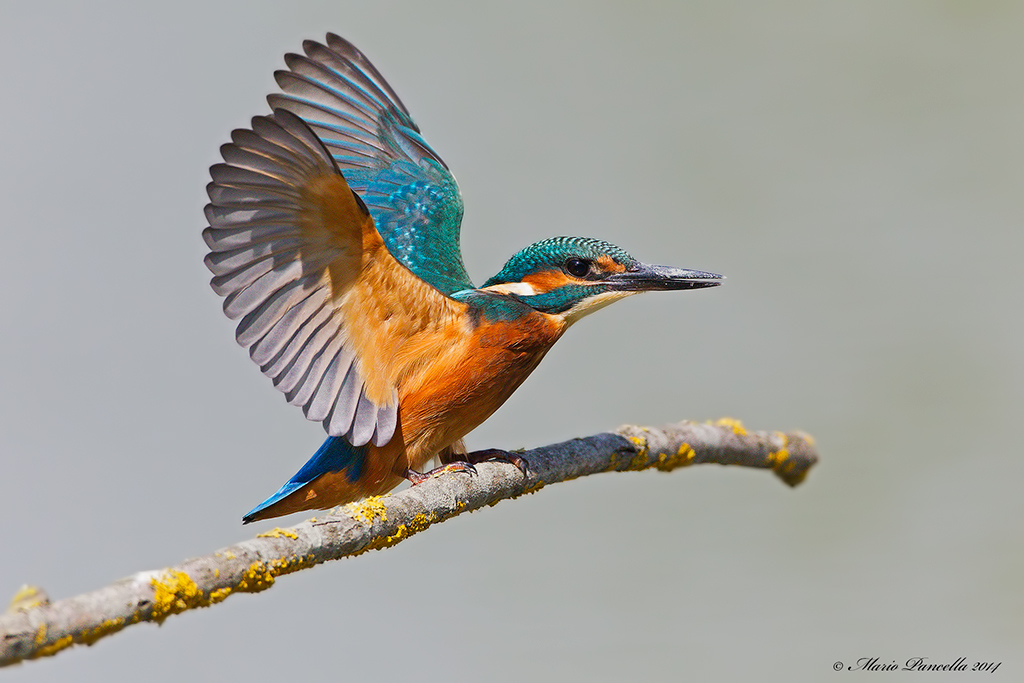 Martin pescatore + GIF animata